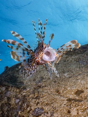 Ein Rotfeuerfisch mit weit gespreizten, gestreiften Brustflossen schwebt über einem Wrack. Das Maul ist weit geöffnet, möglicherweise in einer Drohgebärde oder beim Gähnen, wodurch die charakteristischen giftigen Stacheln besonders eindrucksvoll zur Geltung kommen.