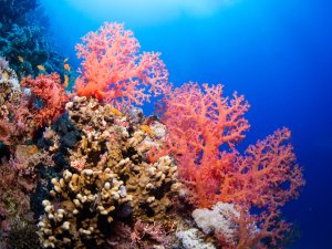 Eine prächtige Korallenlandschaft mit leuchtend rosa-orangen Weichkorallen, die sich elegant im blauen Wasser wiegen, kombiniert mit verschiedenen Hartkorallen und kleinen tropischen Fischen. Die Szene zeigt die typische Farbenpracht und Vielfalt eines gesunden Korallenriffs mit dem charakteristischen Kontrast zwischen den warmen Korallenfarben und dem tiefblauen Hintergrund.