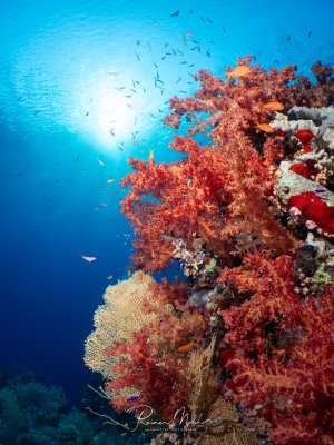 Üppig mit roten Weichkorallen und einer Fächergorgonie bewachsener Korallenblock, belebt von Fahnenbarsch-Schwärmen im blauen Freiwasser.