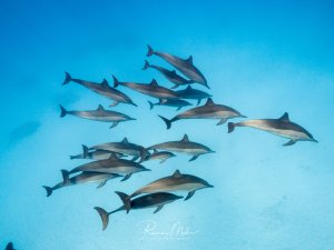 Eine Schule von etwa 15 Delfinen schwimmt elegant durch das tiefblaue Wasser. Die Meeressäuger bewegen sich in lockerer Formation durch das Blauwasser, wobei ihre charakteristischen stromlinienförmigen Körper und die typische Färbung mit hellerem Bauch deutlich erkennbar sind.