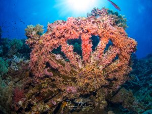 Ein spektakuläres Eisenbahnrad auf einem Wrack ist vollständig von leuchtend orangenen und rosa Weichkorallen überwuchert, die eine farbenfrohe Unterwasserlandschaft schaffen. Im Hintergrund schwimmt ein blauer Riffbarsch durch das kristallklare Wasser, während das Sonnenlicht von oben die lebendige Korallenbedeckung des versunkenen Schiffs illuminiert.