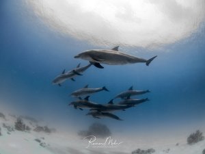 Eine Schule von Delfinen schwimmt elegant durch das blaue Wasser über einem sandigen Meeresboden. Die Gruppe besteht aus mehreren Tieren unterschiedlicher Größe, wobei ein größeres Tier die Führung übernimmt, während die anderen in lockerer Formation folgen.