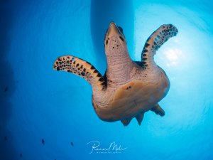 Eine majestätische Echte Karettschildkröte schwimmt elegant durch das blaue Wasser, während Sonnenstrahlen von oben durch die Wasseroberfläche dringen. Die charakteristische herzförmige Kopfform und das schöne Muster des Panzers sind deutlich zu erkennen.