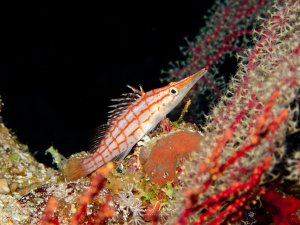 Ein Langnasenbüschelbarsch versteckt sich zwischen bunten Weichkorallen und zeigt sein charakteristisches rot-weiß gestreiftes Muster. Der kleine Fisch mit der markanten verlängerten Schnauze und den aufgestellten Rückenflossenstrahlen sitzt perfekt getarnt zwischen den orangeroten und gelben Korallenpolypen.