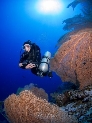 Ein Taucher schwebt über einem prächtigen Korallenriff mit großen Gorgonien und verzweigten Hartkorallen. Die Szene zeigt die beeindruckende Vielfalt tropischer Riffstrukturen im tiefblauen Wasser mit Sonnenlicht von oben.