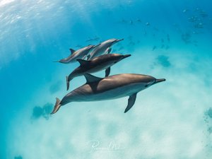 Vier Spinnerdelfine (Stenella longirostris) schwimmen eng zusammen im klaren blauen Wasser. Im Hintergrund sind weitere Delfine der Schule sichtbar.