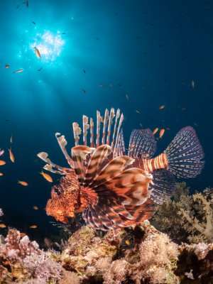 Ein Rotfeuerfisch breitet seine imposanten Flossenfahnen über einem Korallenriff aus. Zahlreiche Fahnenbarsche umgeben ihn, während Sonnenlicht von oben einfällt.