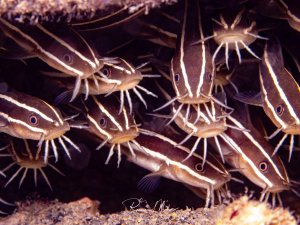 Nahaufnahme eines Schwarms gestreifter Korallenwelse mit ihren charakteristischen Barteln und dem auffälligen Streifenmuster.