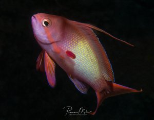 Ein wunderschöner Fahnenbarsch schwimmt elegant vor schwarzem Hintergrund. Der Fisch zeigt eine prächtige rosa-violette Färbung mit gelben Schuppenreflexen und charakteristischen roten Flossen, wobei das große Auge und die typische Körperform der Fahnenbarsche gut erkennbar sind.