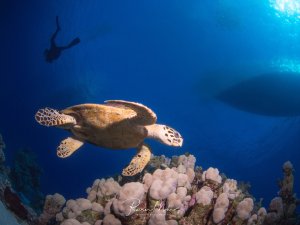 Eine majestätische Echte Karettschildkröte gleitet elegant über ein buntes Korallenriff mit üppigen Weichkorallen. Im Hintergrund ist die Silhouette eines Tauchers im tiefblauen Wasser zu erkennen, während Sonnenstrahlen von der Oberfläche durchdringen.
