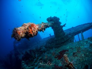 Das Bild zeigt ein eindrucksvolles Schiffswrack am Meeresgrund, dessen Geschützrohr oder Kanone stark mit bunten Meeresorganismen überwachsen ist. Rote Schwämme und andere sesshafte Organismen haben das Metall kolonisiert und schaffen einen farbenfrohen Kontrast zum tiefblauen Wasser.
