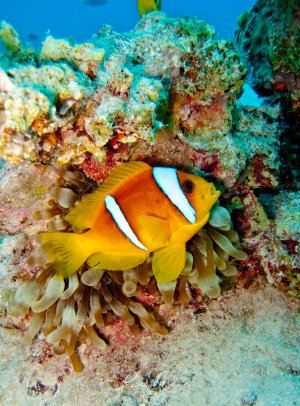 Ein leuchtend orange-gelber Rotmeer-Anemonenfisch mit charakteristischen weißen Streifen lebt in Symbiose mit seiner Wirtsanemone am Korallenriff. Das perfekte Beispiel für eine der bekanntesten Partnerschaften im Meer, wobei der Clownfisch Schutz zwischen den Tentakeln der Anemone findet.
