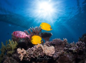 Eine lebendige Riffszene mit zwei leuchtend gelben Maskenfalterfischen und einem rötlichen Fisch, die zwischen bunten Hartkorallen schwimmen. Die Szene wird von dramatischen Sonnenstrahlen von oben beleuchtet, die durch das blaue Wasser brechen.