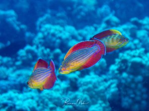 Drei farbenprächtige Achtstreifen-Zwerglippfische schwimmen über Korallen. Ihre rot-blauen Streifen und gelben Flossen leuchten intensiv.