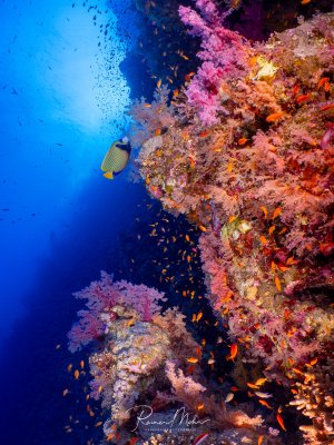 Imperator-Kaiserfisch vor einer mit Weichkorallen und Fahnenbarsch-Schwärmen belebten Steilwand im Roten Meer.