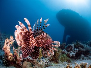 Ein Rotfeuerfisch (Pterois volitans) breitet seine imposanten Flossenstrahlen aus vor dem Hintergrund das Wrack der Kingston.