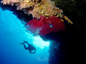Ein Taucher erkundet eine spektakuläre Unterwasserhöhle oder -grotte mit dramatischer Beleuchtung. Die Decke ist mit bunten Weichkorallen in leuchtenden Rot- und Rosatönen sowie anderen Korallenbewüchsen überzogen, während das blaue Wasser von oben einfallende Sonnenstrahlen zeigt.