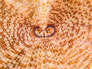 Eine spektakuläre Makroaufnahme zeigt die Mitte eines geöffneten Röhrenwurms von oben. Die detailreiche Struktur der Fangarme offenbart ein faszinierendes geometrisches Muster in warmen, goldenen Farbtönen.