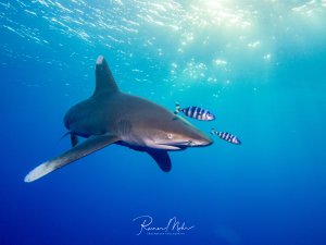 Ein majestätischer Weißspitzenhochseehai gleitet elegant durch das tiefblaue Wasser, begleitet von zwei Lotsenfischen mit charakteristischen dunklen Querstreifen. Die Szene zeigt eine klassische Symbiose im offenen Ozean, wobei die Lotsenfische dem Hai folgen und von herabfallenden Nahrungsresten profitieren.