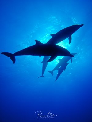 Eine Schule von Delfinen schwimmt elegant durch das tiefblaue Wasser, wobei ihre schlanken Silhouetten gegen das von oben einfallende Sonnenlicht kontrastieren. Die Gruppe besteht aus mehreren Tieren unterschiedlicher Größe, darunter auch ein kleineres Jungtier, die in harmonischer Formation durch das Blauwasser gleiten.