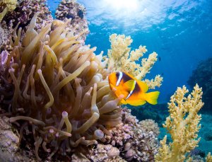 Ein leuchtend orange-gelber Clownfisch lebt in perfekter Symbiose mit seiner Wirtsanemone in einem bunten Korallenriff. Die charakteristische weiße Bänderung und die intensive Färbung des Anemonenfisches kontrastieren wunderschön mit den beigen Tentakeln der Anemone und den gelben Weichkorallen im Hintergrund.