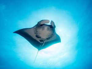 Ein majestätischer Mantarochen gleitet elegant durch das blaue Wasser und wird dramatisch von unten gegen die helle Wasseroberfläche fotografiert. Die charakteristischen Kopfflossen und die imposante Spannweite sind deutlich zu erkennen, während Sonnenstrahlen durch das Wasser scheinen.