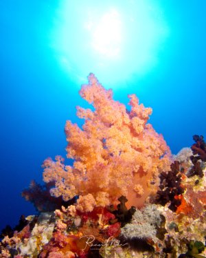 Eine prächtige orange-rosa Weichkoralle dominiert die Riffszene, während Sonnenstrahlen durch das klare blaue Wasser dringen. Die buschige Koralle zeigt ihre charakteristische weiche Struktur mit unzähligen kleinen Polypen, umgeben von bunten Hart- und anderen Weichkorallen in einem lebendigen tropischen Riff.