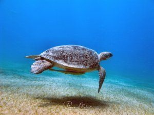 Eine Grüne Meeresschildkröte schwimmt majestätisch über einem sandigen Meeresgrund im kristallklaren blauen Wasser. Die Schildkröte ist in perfekter Schwimmhaltung mit ausgestreckten Flossen zu sehen, ihr Panzer zeigt die charakteristische braun-grüne Färbung mit hellen Mustern.