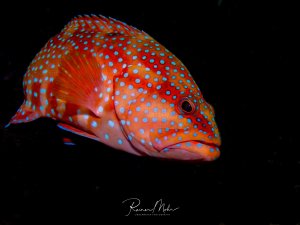 Ein wunderschöner Juwelen-Zackenbarsch zeigt seine charakteristische orange-rote Grundfärbung mit leuchtend blauen Punkten über den ganzen Körper. Der Fisch schwimmt vor schwarzem Hintergrund und präsentiert seine prächtigen Farben in perfekter Detailschärfe.