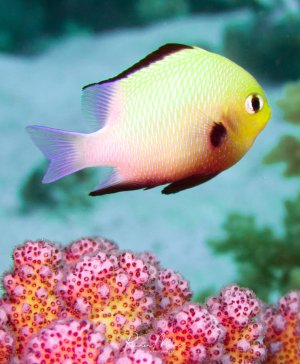 Ein leuchtend gelber Zwergkaiserfisch schwimmt über einer farbenprächtigen Koralle mit rosa-roten Polypen. Der kleine Riffbewohner zeigt seine charakteristische ovale Körperform und die typische Farbgebung mit gelbem Kopf und violetten Akzenten an den Flossen.