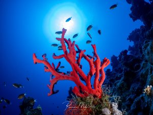 Leuchtend roter Schwamm wächst verzweigt vom Riff empor, im Gegenlicht der Sonne umgeben von kleinen Riffbarschen.