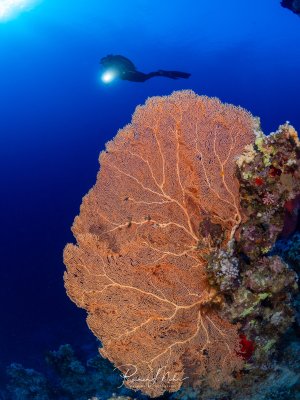 Eine riesige Fächergorgonie (Subergorgia) wächst am Steilhang eines Riffs im Roten Meer. Ein Taucher mit Lampe schwebt im Hintergrund und verdeutlicht die enorme Größe der Gorgonie.