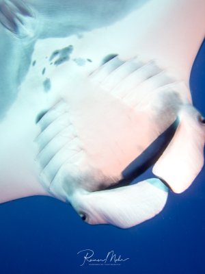 Ein majestätischer Riffmanta gleitet elegant durch das tiefblaue Wasser und zeigt dabei seine charakteristische weiße Bauchseite mit den markanten Kiemenschlitzen. Die Aufnahme von unten erfasst die beeindruckende Spannweite und die gracile Schwimmbewegung dieses sanften Riesen.