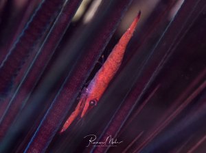 Eine rot gefärbte Garnele versteckt sich zwischen den langen, dunklen Stacheln eines Seeigels. Die perfekte Tarnung zeigt ein faszinierendes Beispiel für Mimikry im Riff, wobei das schlanke Tier mit seinem spitzen Maul nahezu unsichtbar zwischen den Seeigel-Stacheln verschwindet.