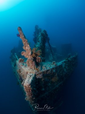 Das wrack der Rosalie Moller liegt auf dem Meeresboden, dessen Bug und Aufbauten stark von Korallen und anderen Meeresorganismen überwuchert sind. Die Metallstrukturen sind noch gut erkennbar und haben sich zu einem künstlichen Riff entwickelt, das verschiedenen Arten Lebensraum bietet.