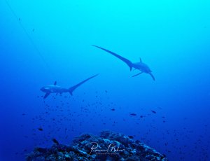 Zwei majestätische Fuchshaie gleiten elegant durch das tiefblaue Wasser über einem Korallenriff. Die großen Raubfische mit ihren charakteristischen langen Schwänzen schwimmen in der Wassersäule, während kleine Fische das Riff bevölkern.