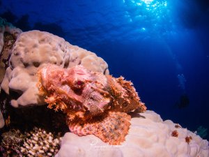 Ein rot-orange gefärbter Skorpionfisch sitzt perfekt getarnt zwischen weißen Korallen am Riff. Seine stacheligen Flossen und die warzenähnliche Haut verschmelzen meisterhaft mit der Riffstruktur, während das tiefblaue Wasser im Hintergrund einen schönen Kontrast bildet.