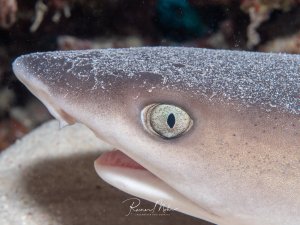 Makro-Portrait eines jungen Weißspitzen-Riffhais (Triaenodon obesus). Das Auge mit der schlitzförmigen Pupille und die raue Haihaut sind im Detail zu erkennen.
