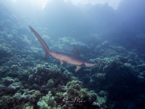 Ein Hammerhai schwimmt elegant über eine vielfältige Korallenlandschaft. Der Hai zeigt sein typisches stromlinienförmiges Profil während er durch das klare blaue Wasser gleitet, umgeben von einer gesunden Riffstruktur mit verschiedenen Hart- und Weichkorallen.