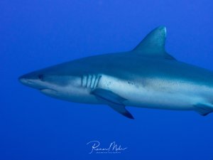 Ein Grauer Riffhai gleitet majestätisch durch das tiefe blaue Wasser. Der schlanke, stromlinienförmige Körper und die charakteristisch Brustflossen sind deutlich erkennbar, während der Hai ruhig durch das Blauwasser schwimmt.