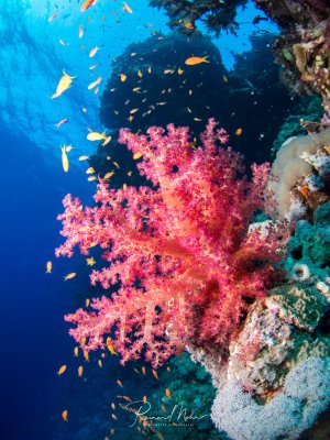Ein prächtiges Korallenriff mit leuchtend pinken Weichkorallen im Vordergrund, umgeben von einem Schwarm kleiner orangefarbener Fahnenbarsche. Die Szene zeigt die typische Lebendigkeit eines tropischen Riffs mit dem Kontrast zwischen den weichen Korallen und dem tiefblauen Freiwasser im Hintergrund.