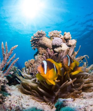 Ein leuchtend gelb-oranger Anemonenfisch lebt in Symbiose mit seiner Wirtsanemone in einem bunten Korallenriff. Die Szene zeigt die klassische Symbiose zwischen Clownfisch und Anemone, umgeben von verschiedenen Hart- und Weichkorallen unter strahlend blauem Wasser.