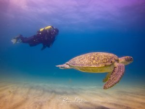 Eine majestätische Grüne Meeresschildkröte gleitet elegant über den Sandboden, während ein Taucher im Hintergrund die Begegnung beobachtet. Das klare blaue Wasser und die friedliche Szene zeigen die Schönheit einer typischen Riffbegegnung.