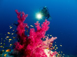 Ein Taucher mit Lampe schwimmt über ein prächtiges Korallenriff mit leuchtend pinken Weichkorallen. Gelbe Riffbarsche schwimmen zwischen den farbenfrohen Korallenstöcken, während das tiefblaue Wasser eine dramatische Kulisse bildet.