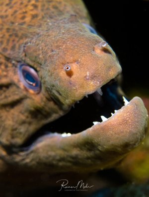Eine Riesenmuräne zeigt ihr charakteristisches offenes Maul mit den scharfen Zähnen. Die bräunlich-grüne Haut mit dem typischen Fleckenmuster und die großen Augen sind deutlich zu erkennen - das offene Maul dient der Atmung und ist kein aggressives Verhalten.