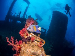 Ein Taucher erkundet ein farbenprächtig bewachsenes Schiffswrack, auf dem ein großer Arabischer Kaiserfisch zwischen leuchtend roten Weichkorallen schwimmt. Das Wrack ist über die Jahre zu einem künstlichen Riff geworden und bietet vielen Meereslebewesen einen Lebensraum.