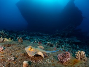 Blaupunktrochen gleitet über den Meeresboden, im Hintergrund erhebt sich die imposante Silhouette eines Wracks.