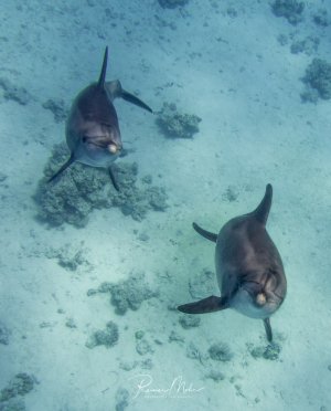 Zwei neugierige Delfine schwimmen über einem sandigen Meeresboden mit vereinzelten Korallenblöcken. Die Meeressäuger zeigen ein entspanntes Verhalten und scheinen den Fotografen zu beobachten, während sie elegant durch das klare, türkisfarbene Wasser gleiten.