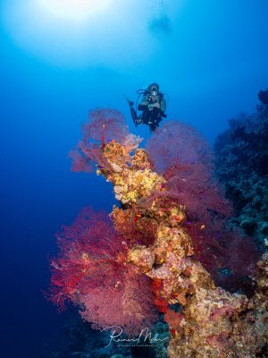 Taucher schwebt über einer mit rosa und roten Fächergorgonien bewachsenen Riffformation im tiefblauen Wasser.