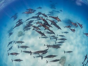 Eine große Schule Spinnerdelfine (Stenella longirostris) von oben fotografiert über hellem Sandgrund. Dutzende Delfine schwimmen in Formation, ihre Schatten auf dem Boden sind deutlich sichtbar.